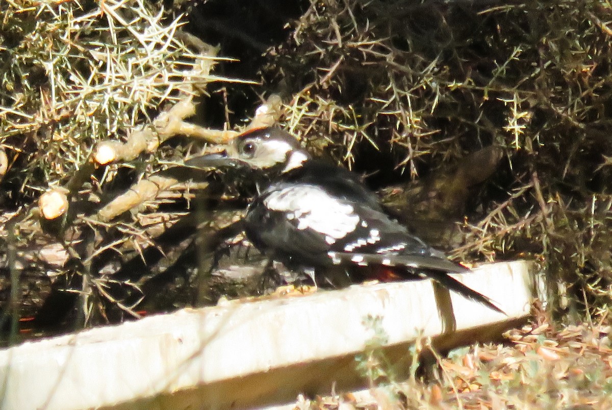 Great Spotted Woodpecker - ML623280441