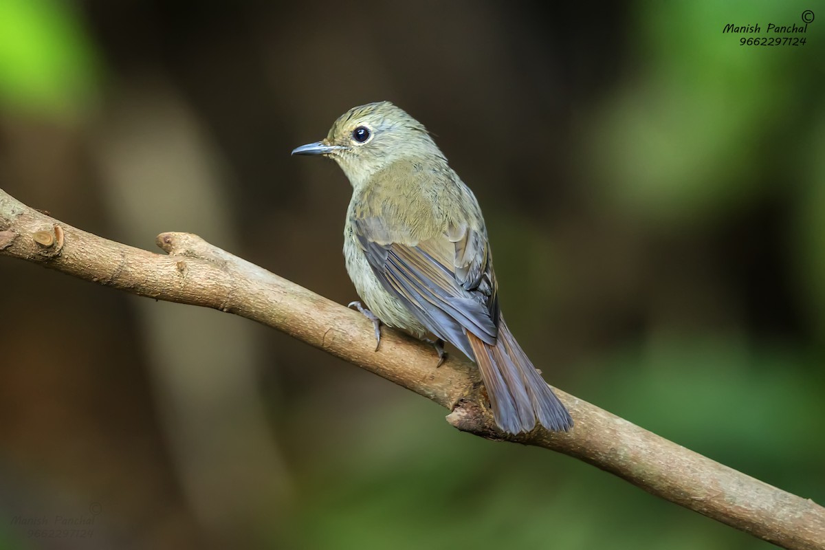 Blue-throated Flycatcher - ML623280443