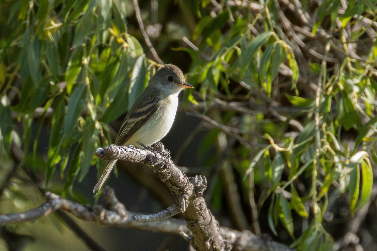 Willow Flycatcher - ML623280447