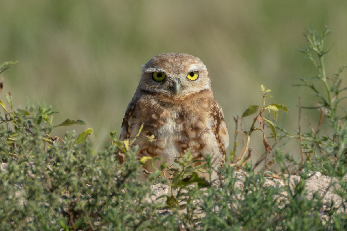 Burrowing Owl - ML623280453