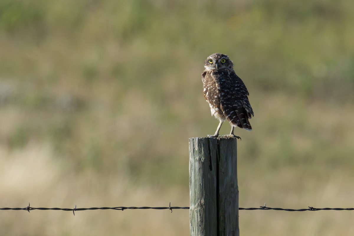 Burrowing Owl - ML623280457