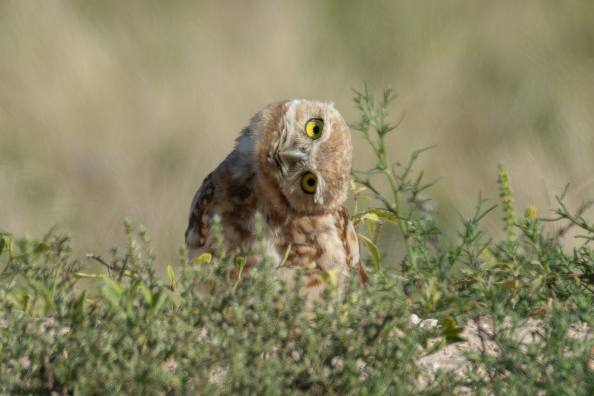 Burrowing Owl - Tobin Brown