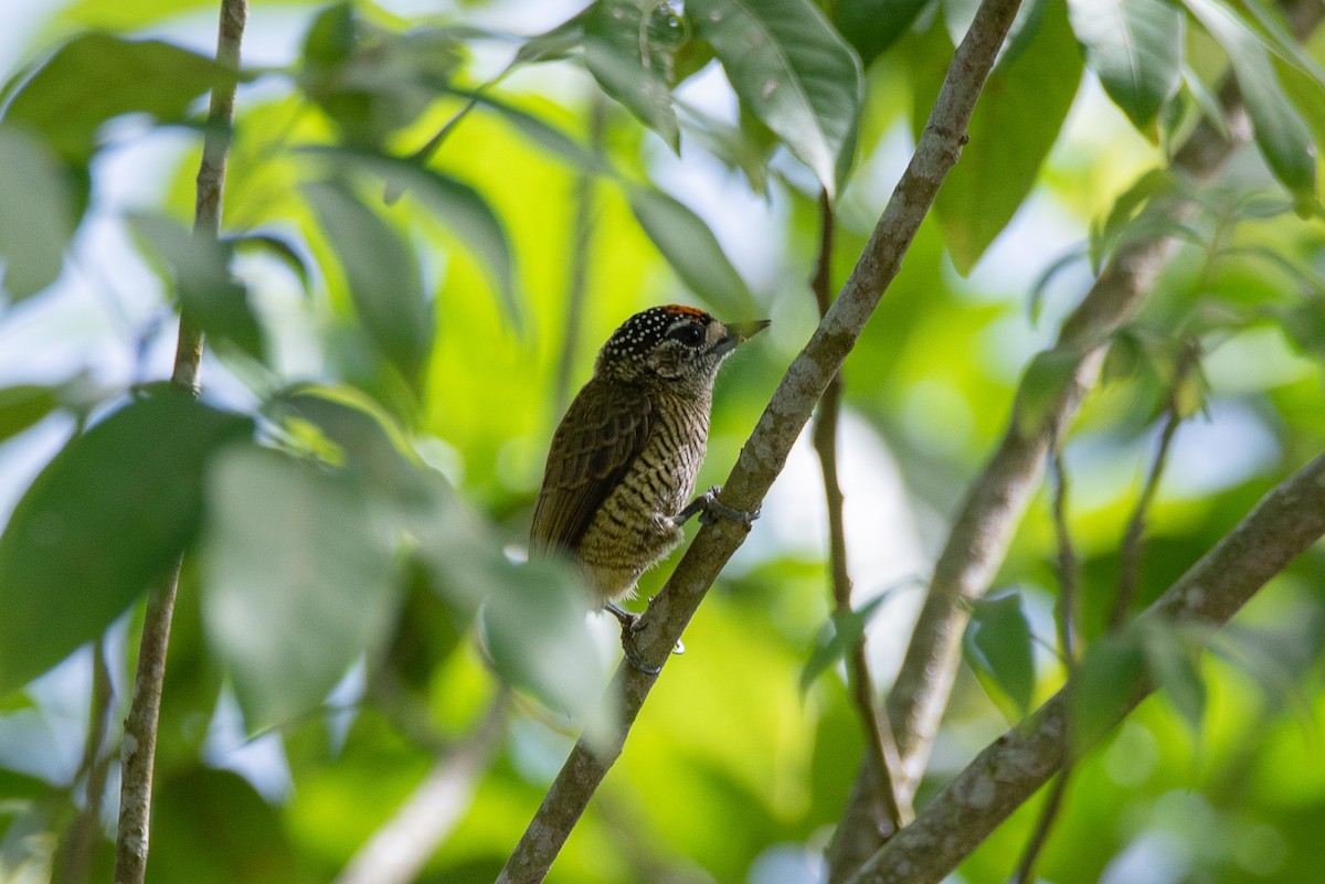 Golden-spangled Piculet (Pernambuco) - ML623280462