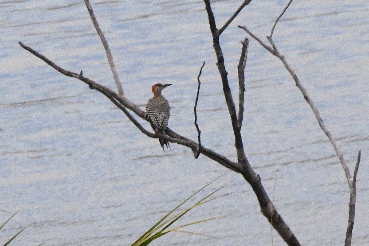 West Indian Woodpecker - Mário Estevens