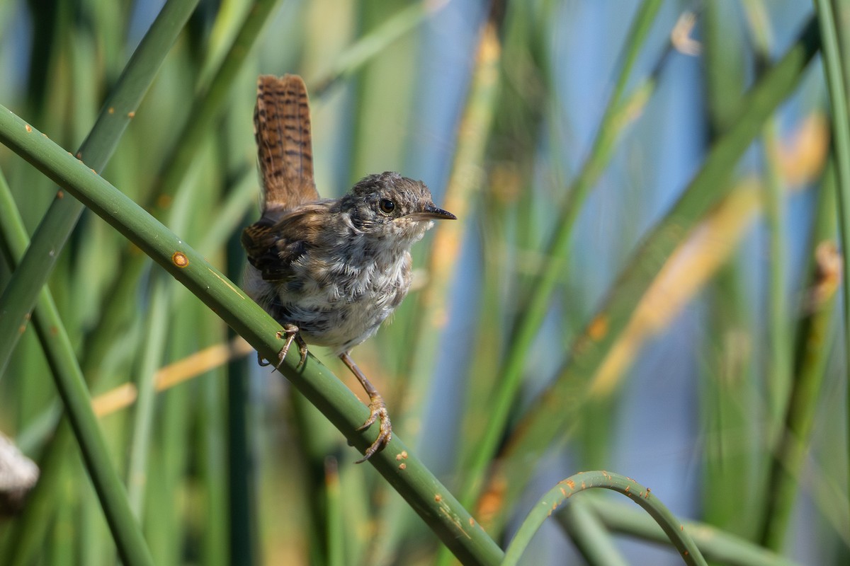 Marsh Wren - ML623280469