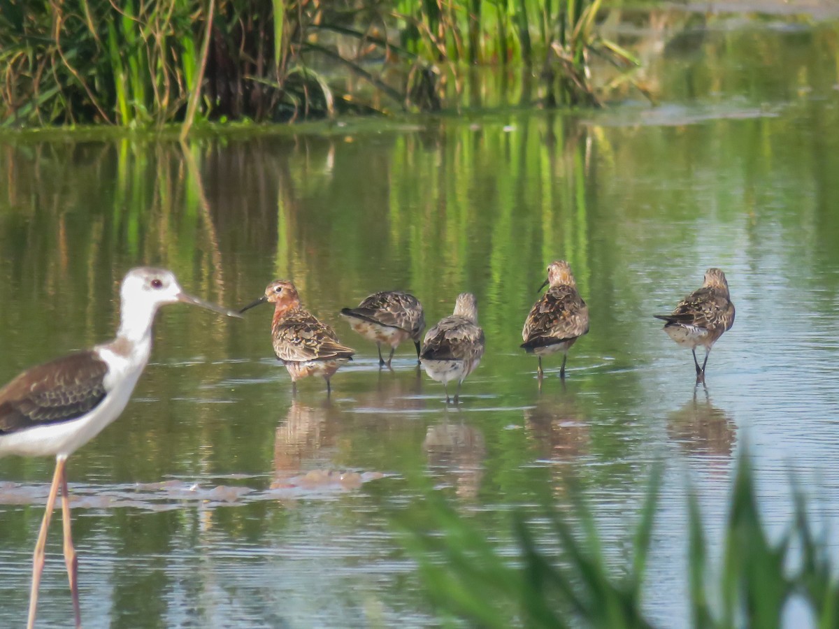 Curlew Sandpiper - ML623280470