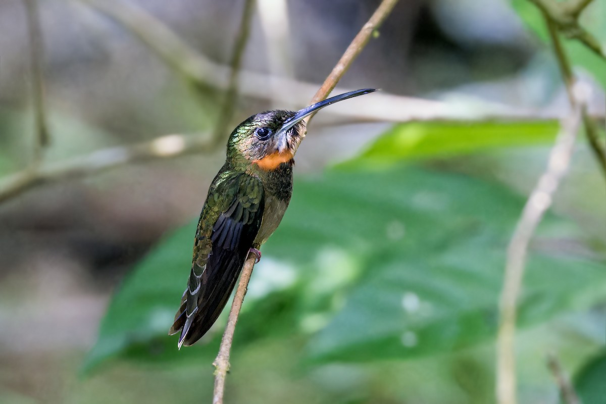 Pale-tailed Barbthroat - Bradley Hacker 🦜