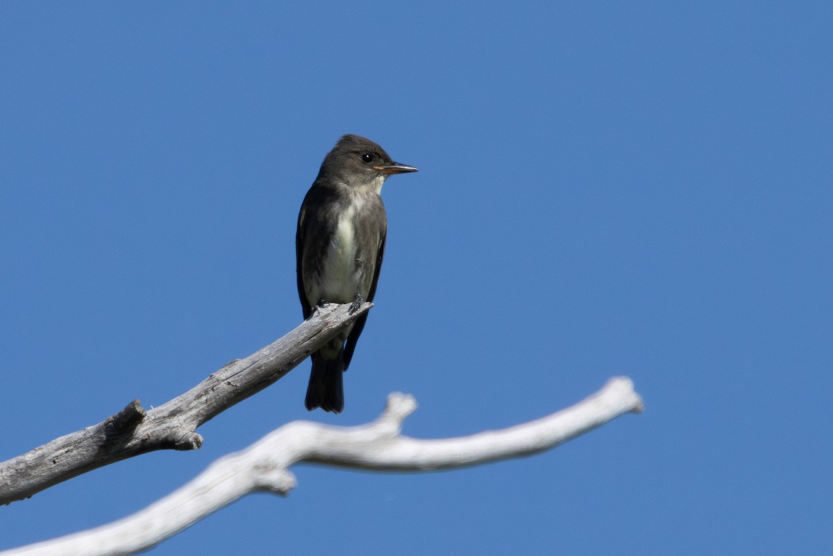 Olive-sided Flycatcher - ML623280498