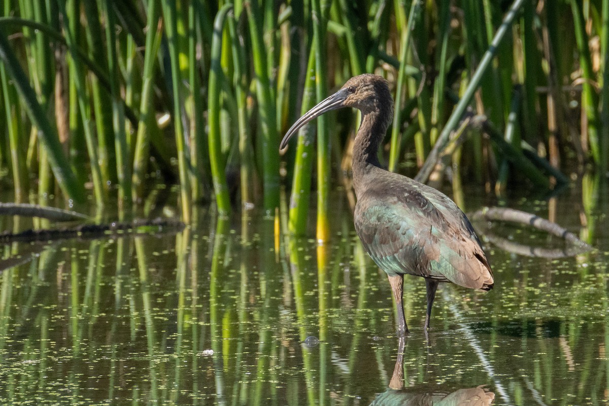 White-faced Ibis - ML623280499