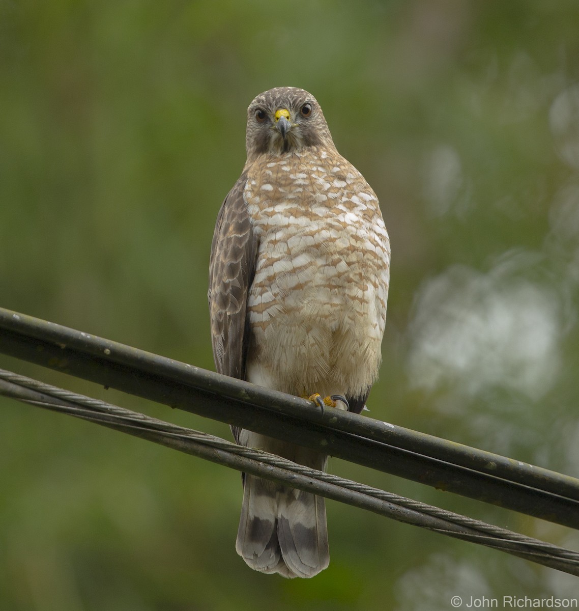 Broad-winged Hawk - ML623280563