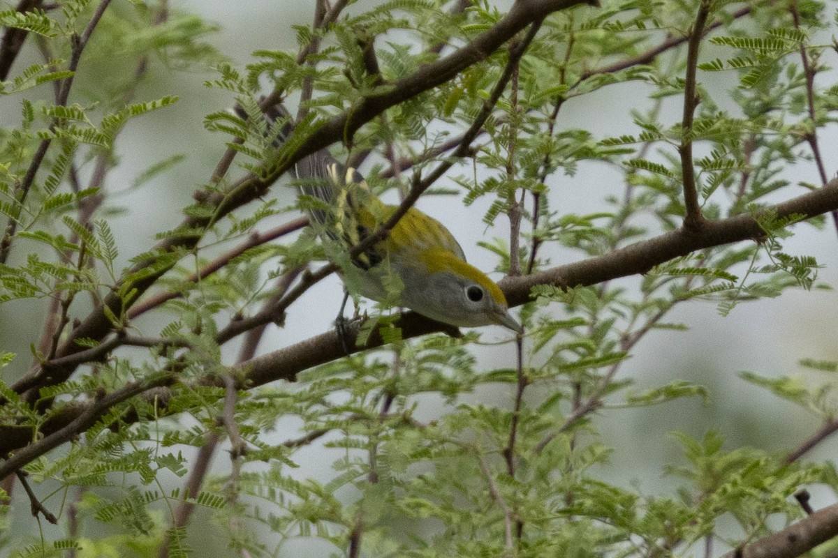 Chestnut-sided Warbler - ML623280586