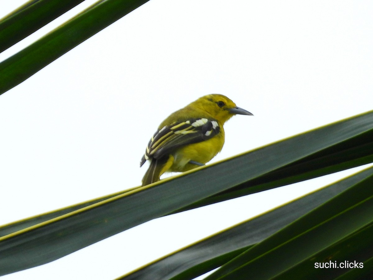 Common Iora - Suchitra S