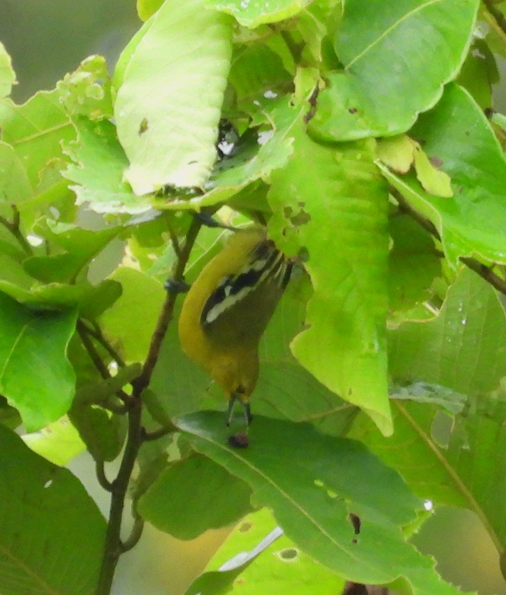 Garteniora - ML623280598