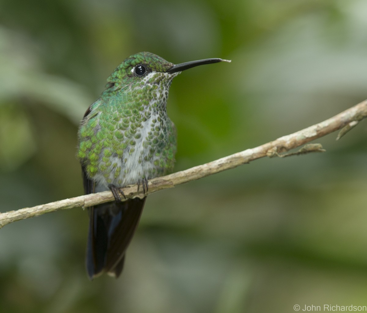 Green-crowned Brilliant - ML623280608