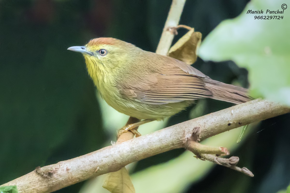 Pin-striped Tit-Babbler - ML623280632