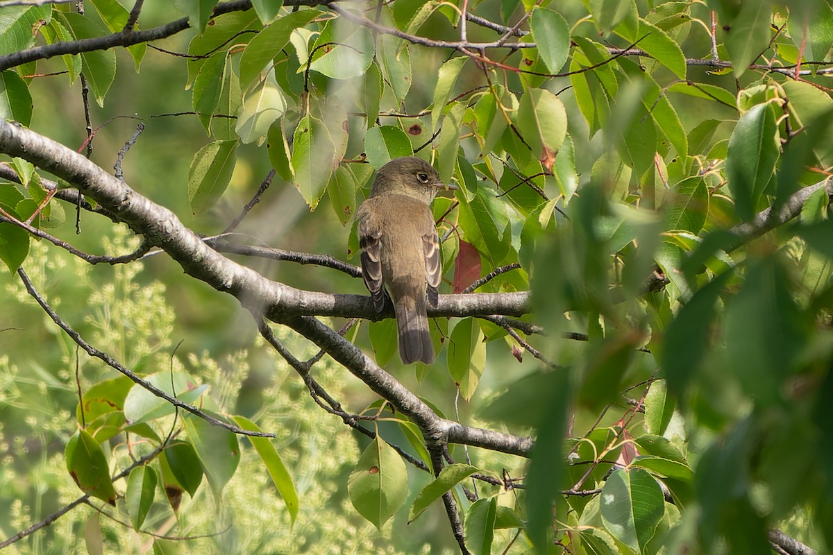 Willow Flycatcher (Eastern) - David Kidwell