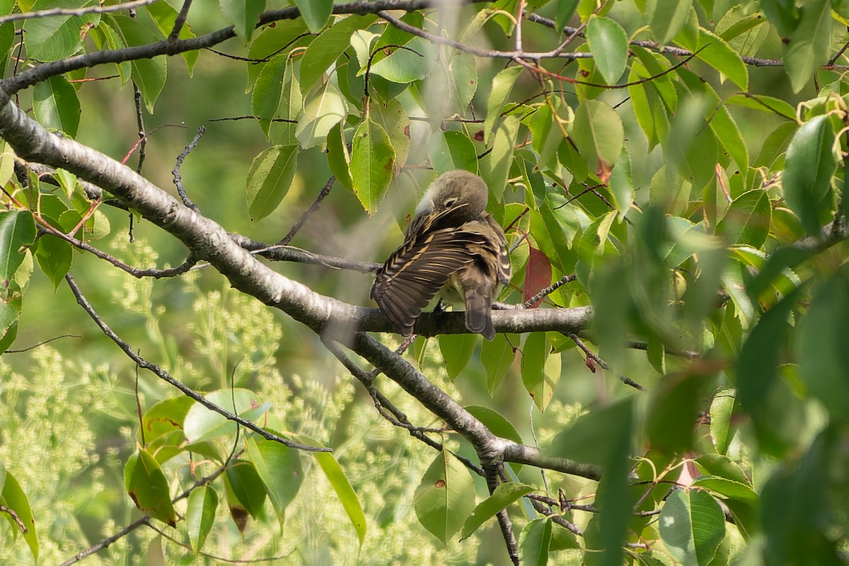 Willow Flycatcher (Eastern) - ML623280674