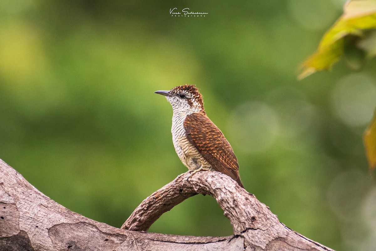 Banded Bay Cuckoo - ML623280691