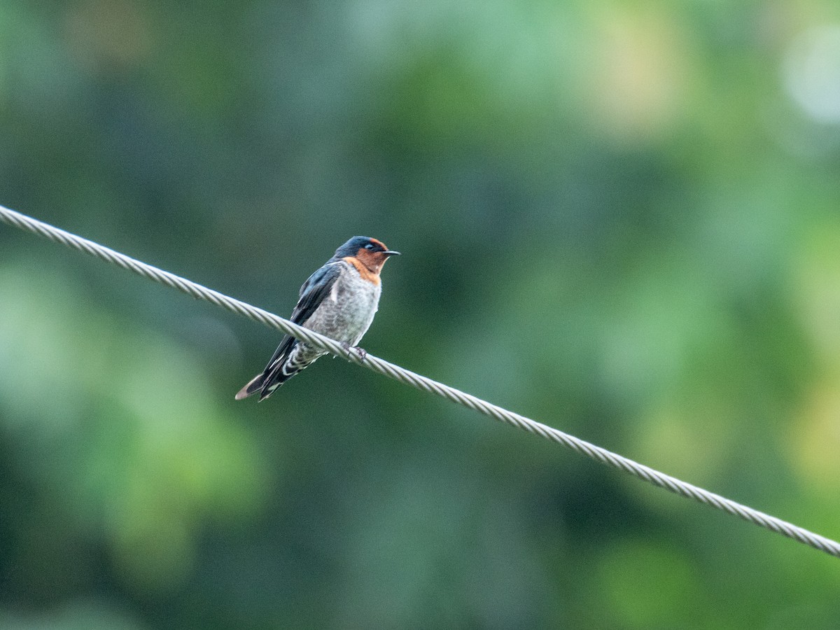 Hill Swallow - ML623280734