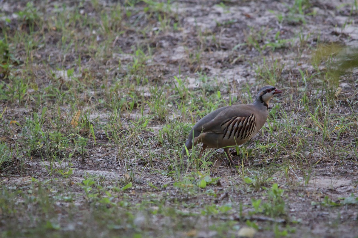 Chukar - ML623280776