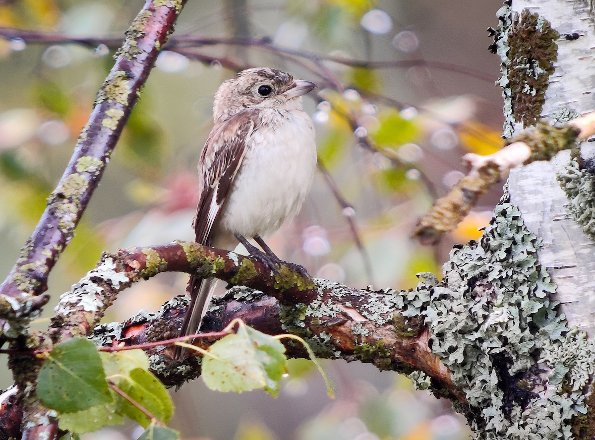 Woodchat Shrike - ML623280788