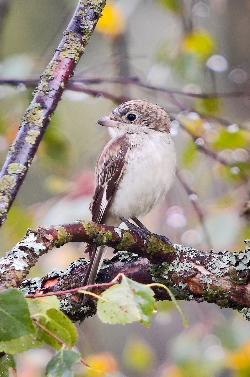 Woodchat Shrike - ML623280789