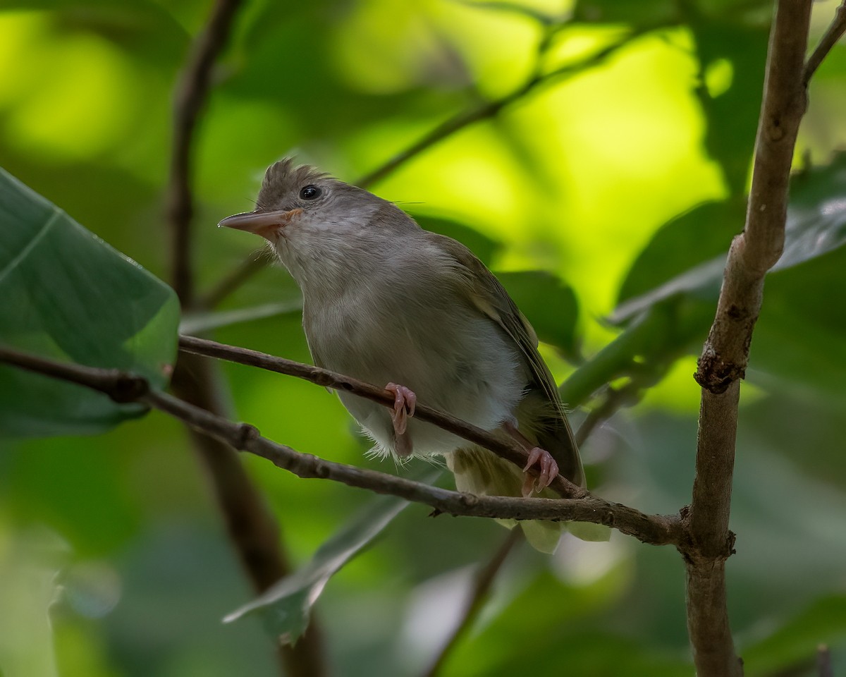 White-bellied Erpornis - ML623280794