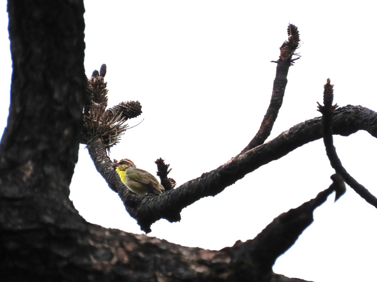 Rufous-capped Warbler - Marion McConnell