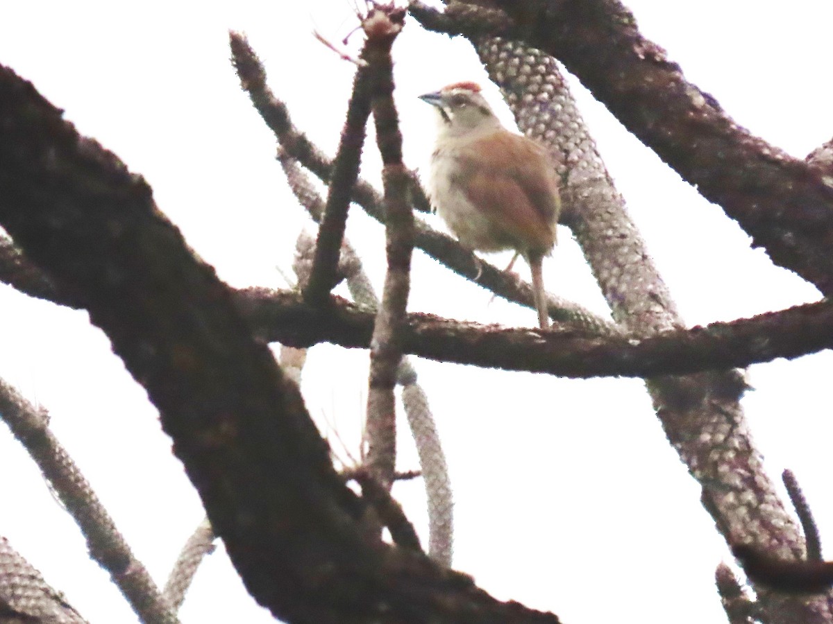 Rusty Sparrow - ML623280809