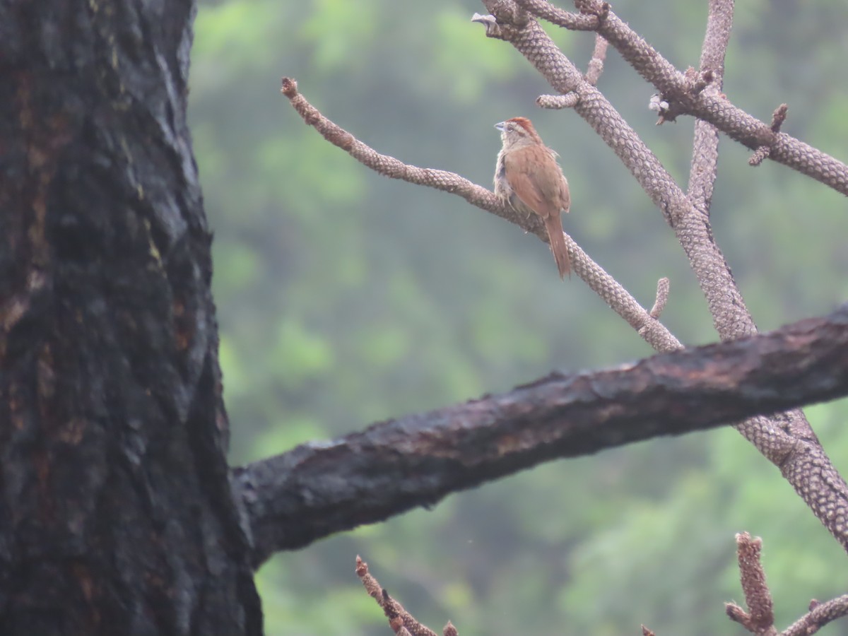 Rusty Sparrow - ML623280810