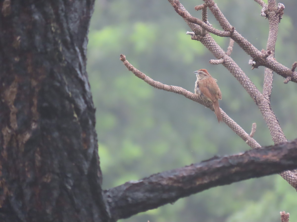 Rusty Sparrow - ML623280811