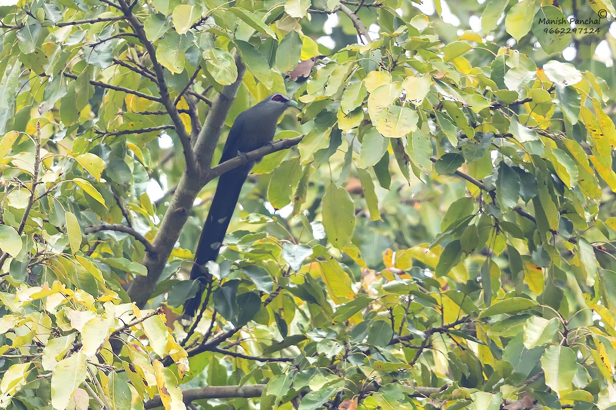 Green-billed Malkoha - ML623280839