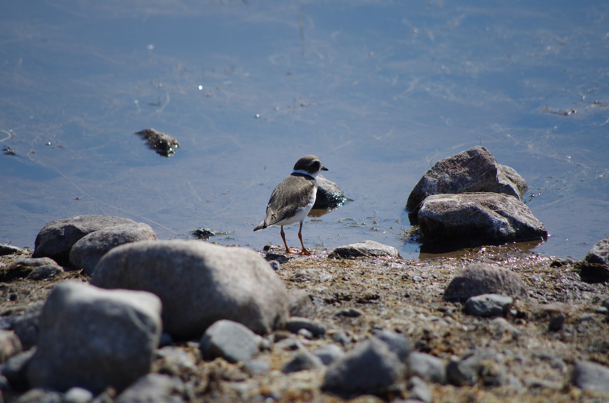 Semipalmated Plover - ML623280844