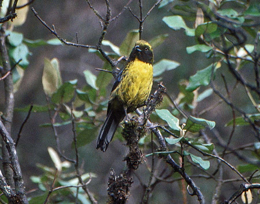 Masked Mountain Tanager - ML623280866