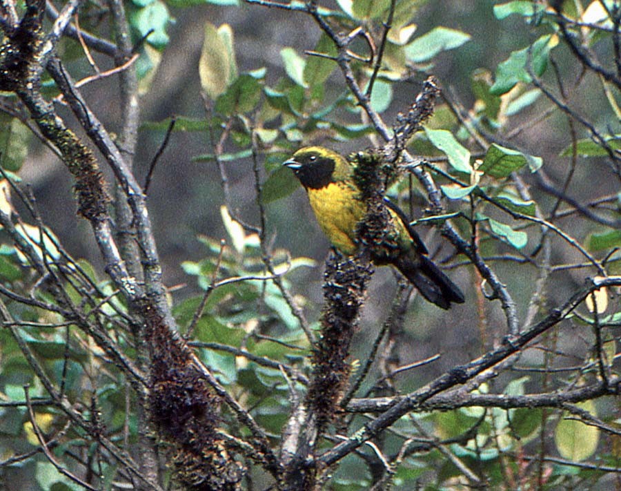 Masked Mountain Tanager - ML623280868