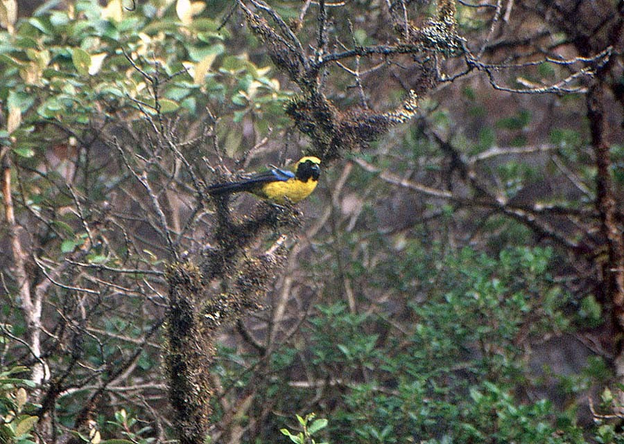 Masked Mountain Tanager - ML623280874