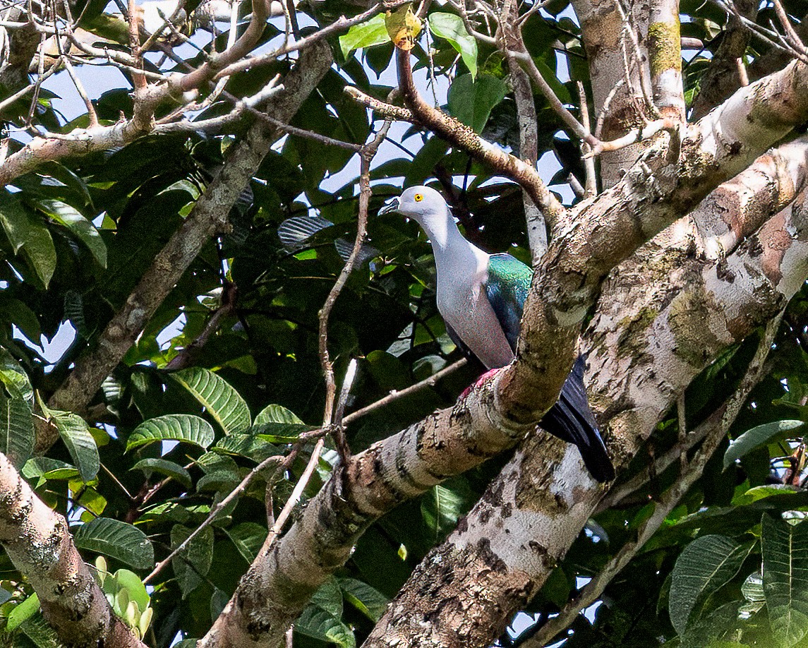 Geelvink Imperial-Pigeon - ML623280893