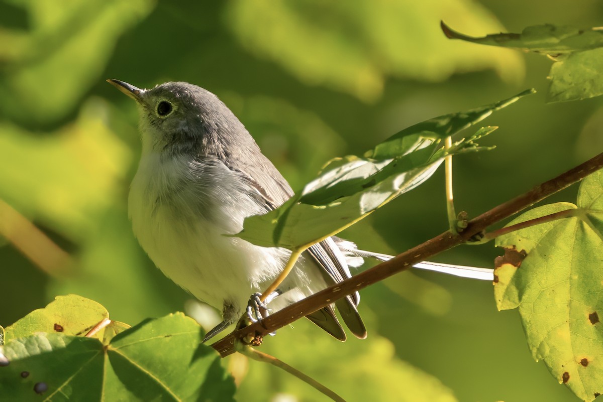 Blue-gray Gnatcatcher - Scott Young