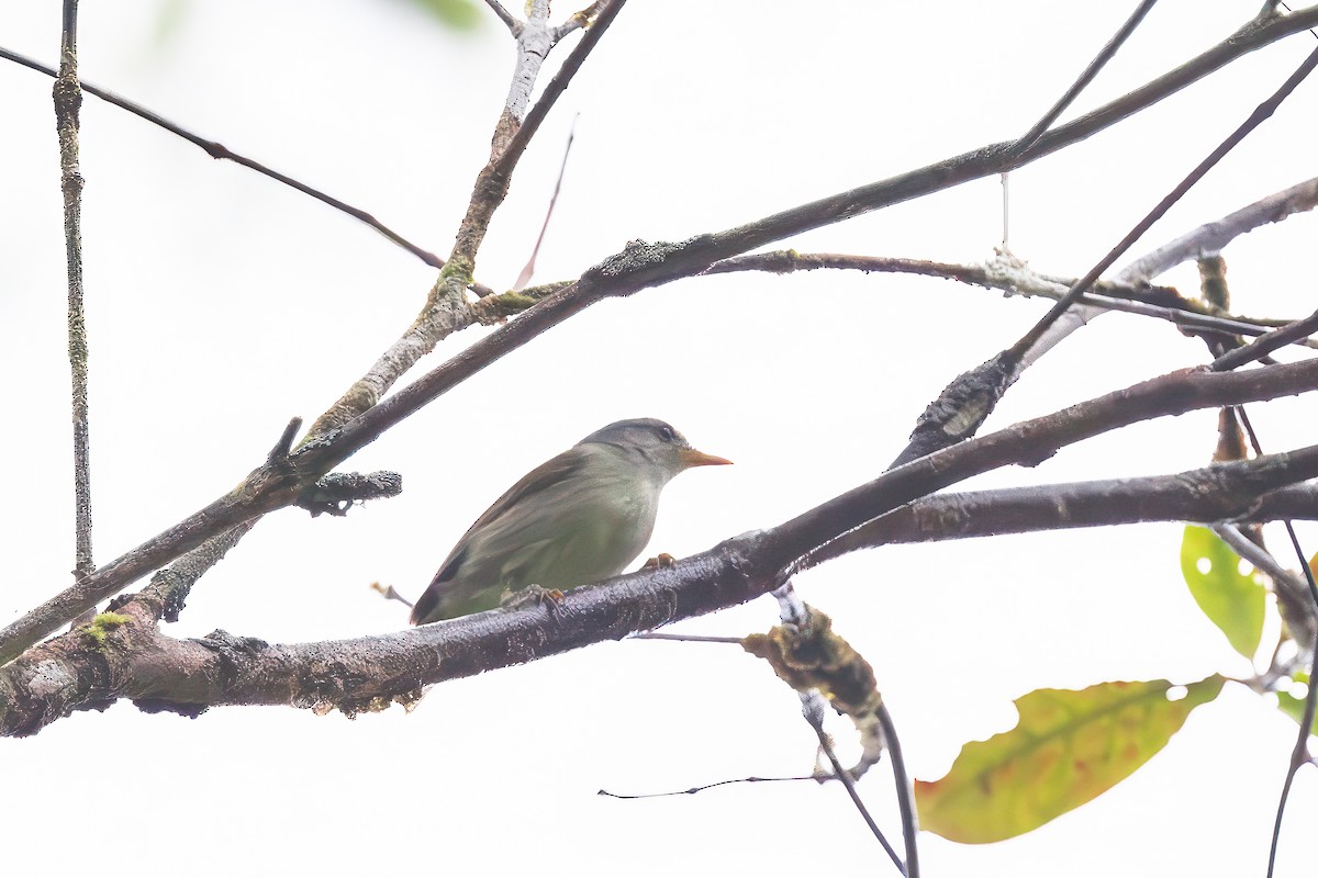 Numfor Leaf Warbler - ML623280980