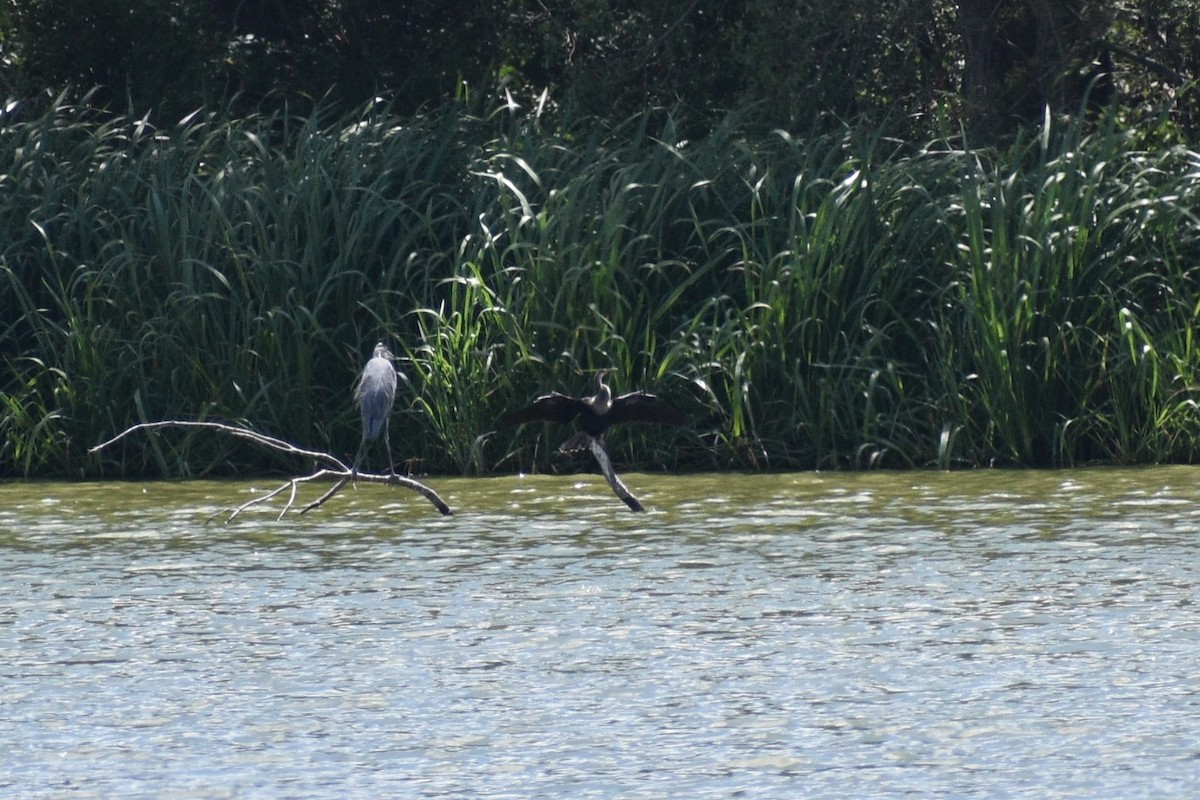 Amerika-Schlangenhalsvogel - ML623280987