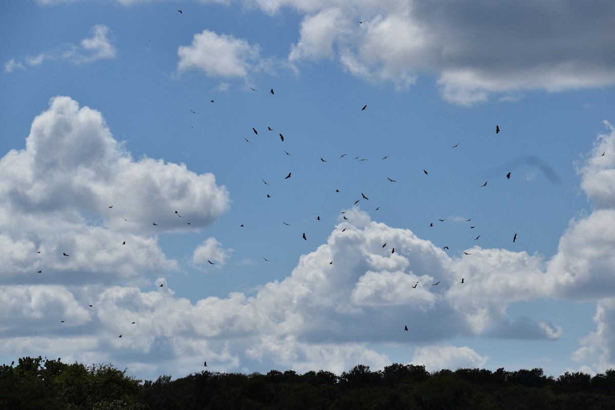 Black Vulture - ML623280995