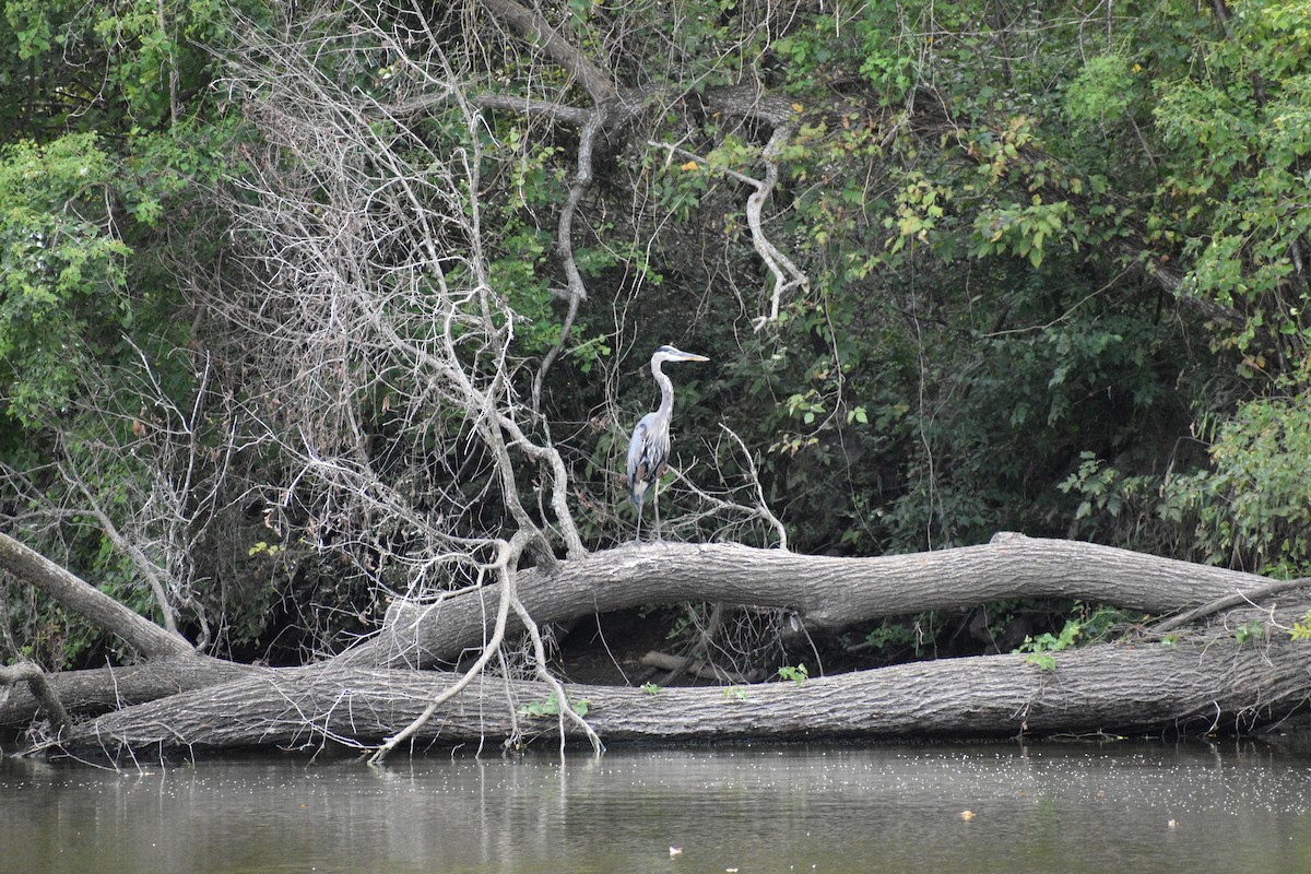 Great Blue Heron - ML623280997