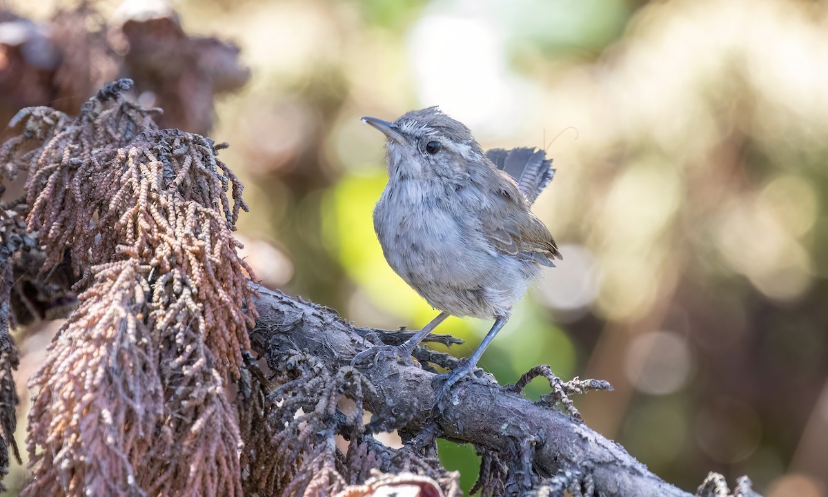 Cucarachero Colinegro (grupo spilurus) - ML623281078