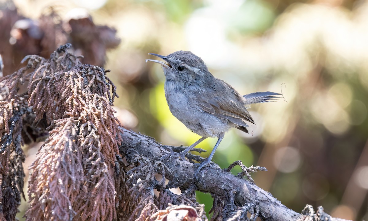 Cucarachero Colinegro (grupo spilurus) - ML623281079