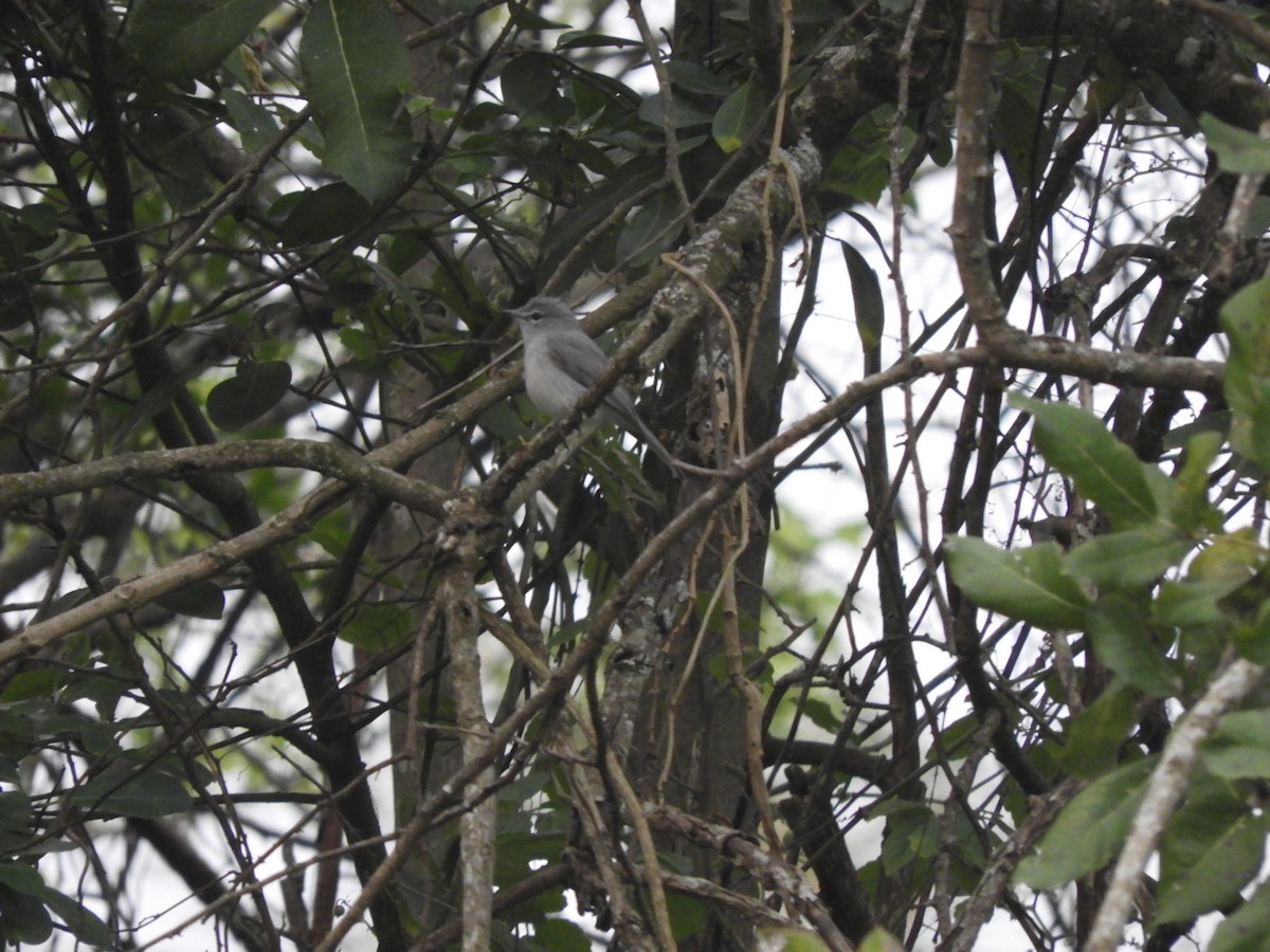 Ashy Flycatcher - ML623281095