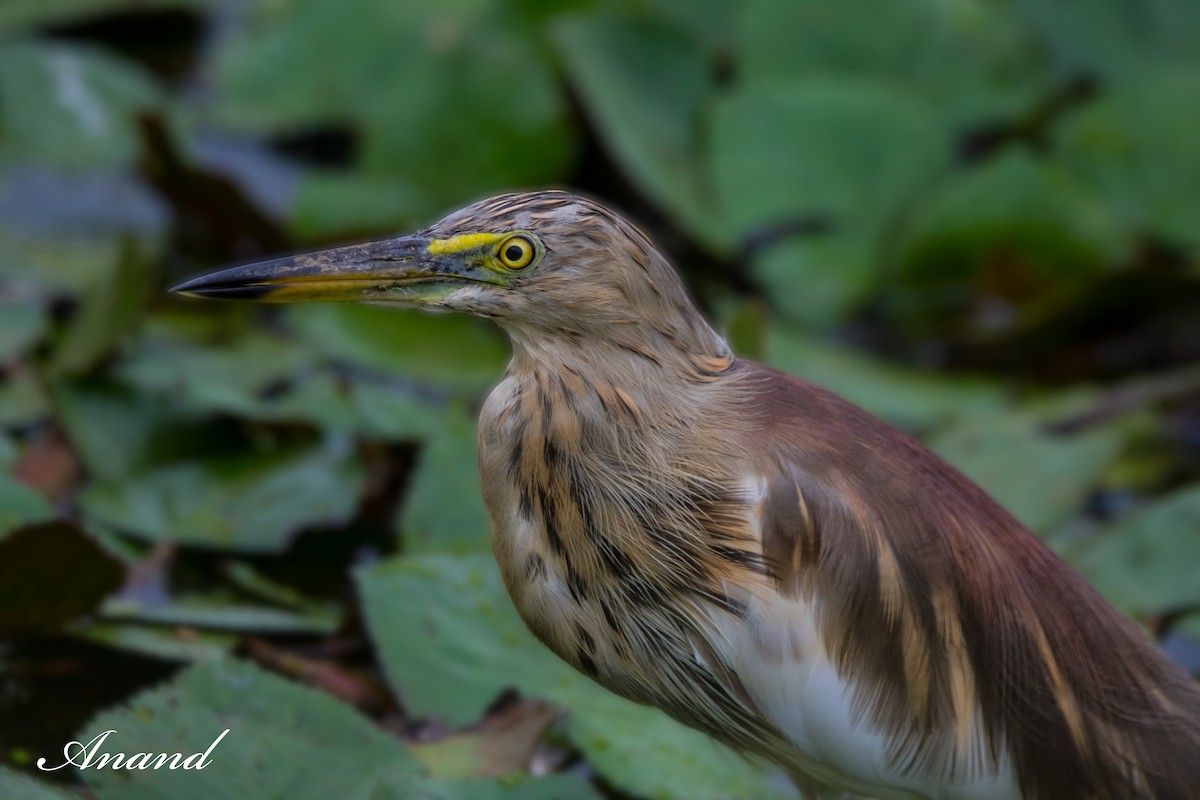 Indian Pond-Heron - ML623281139