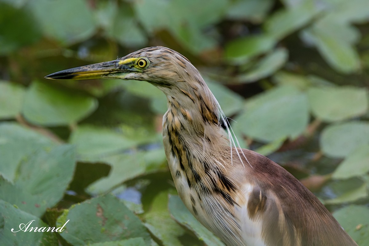 Indian Pond-Heron - ML623281156