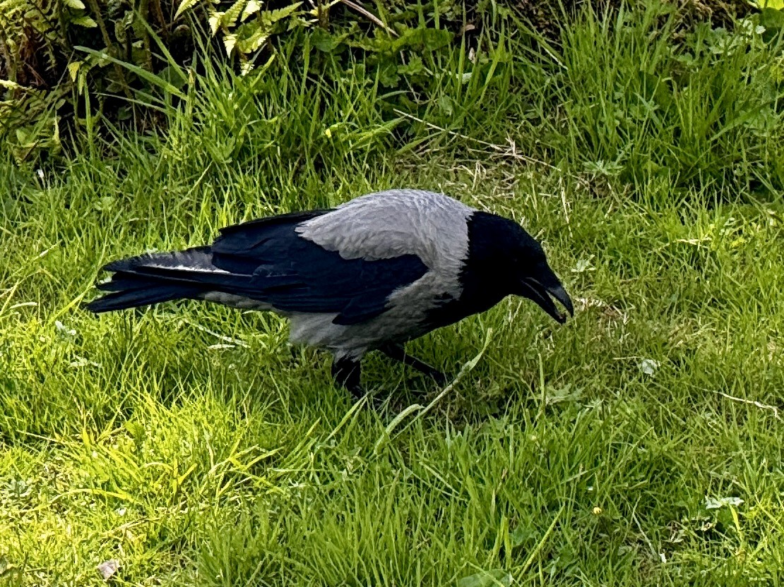 Hooded Crow - ML623281187