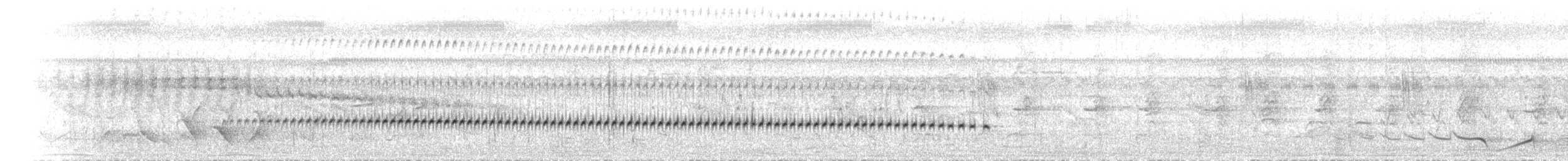 Pied Bronze-Cuckoo - ML623281217
