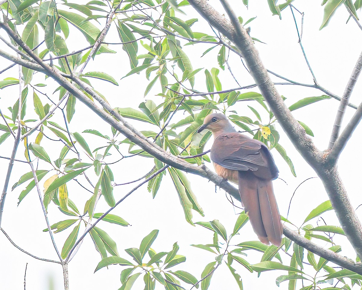 Amboyna Cuckoo-Dove - ML623281243